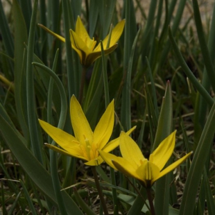 Tulipa dasystemon